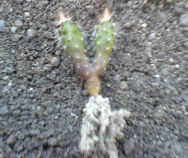 DSC01215.1.jpg