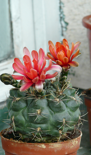 gymno2.jpg