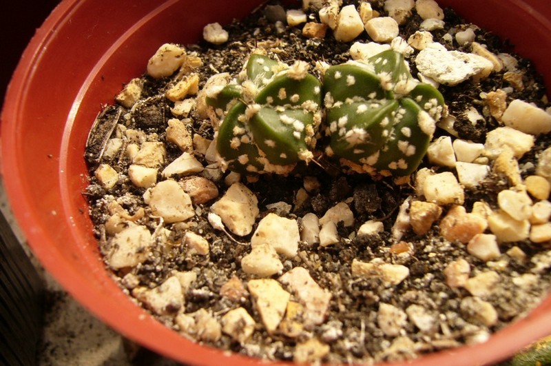 P1050447.JPG