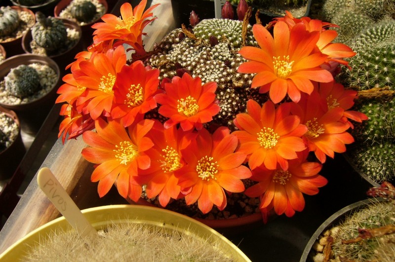 P1050329.JPG