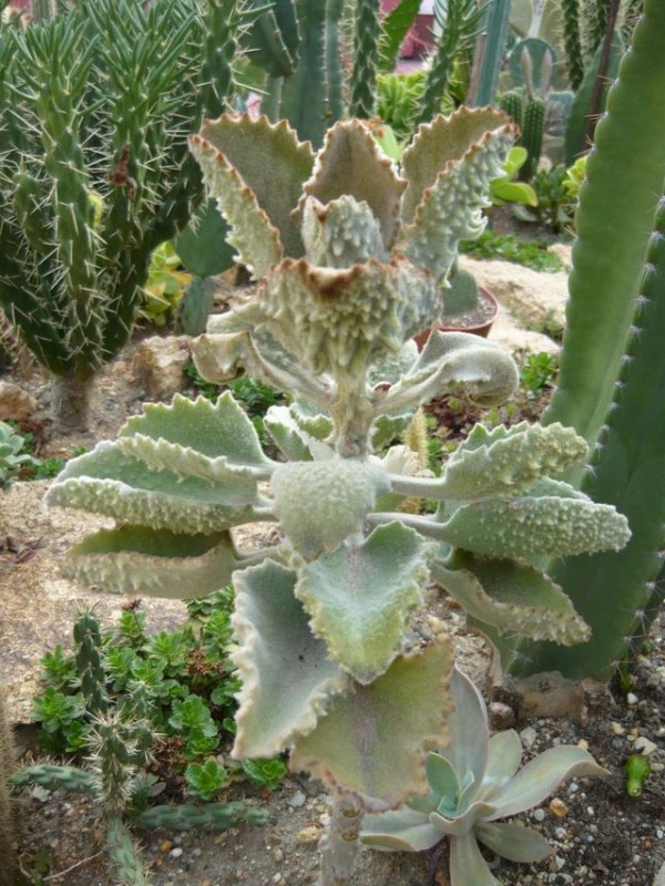 6 Kalanchoe beharensis.jpg