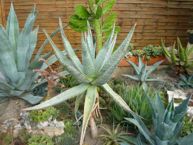 8 Aloe ferox.jpg