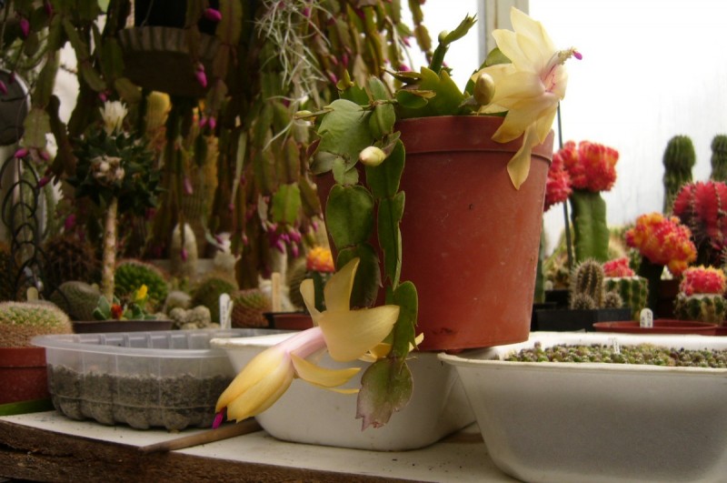 P1060051.JPG