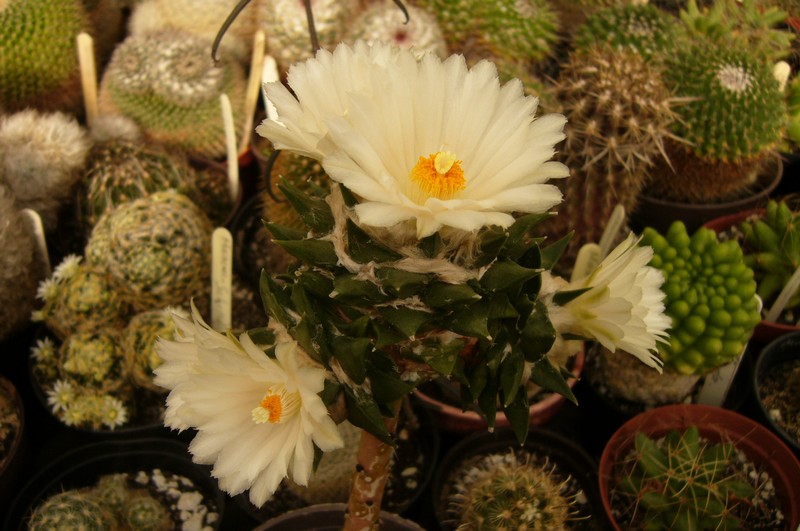 P1060009.JPG
