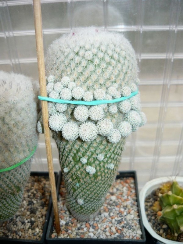 Epithelantha micromeris v. greggii.jpg