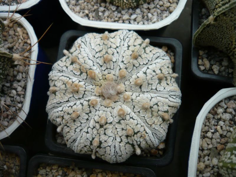 Astrophytum asterias cv Super Kabuto KIKKO.jpg
