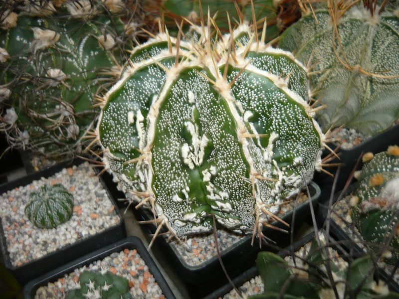 Astrophytum myriostigma FUKURYU.jpg
