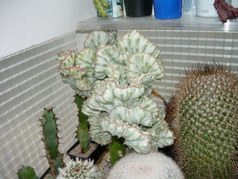 Euphorbia lactea cristata.jpg