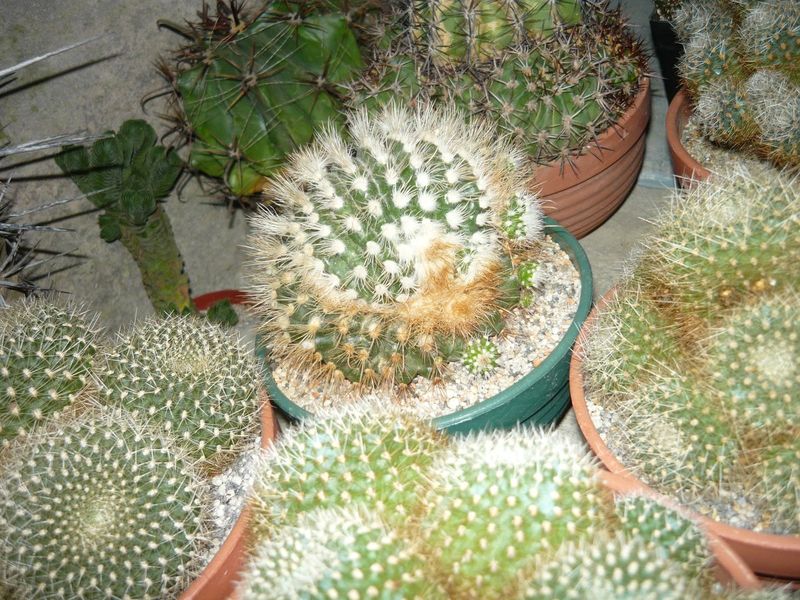 Parodia cristata.jpg