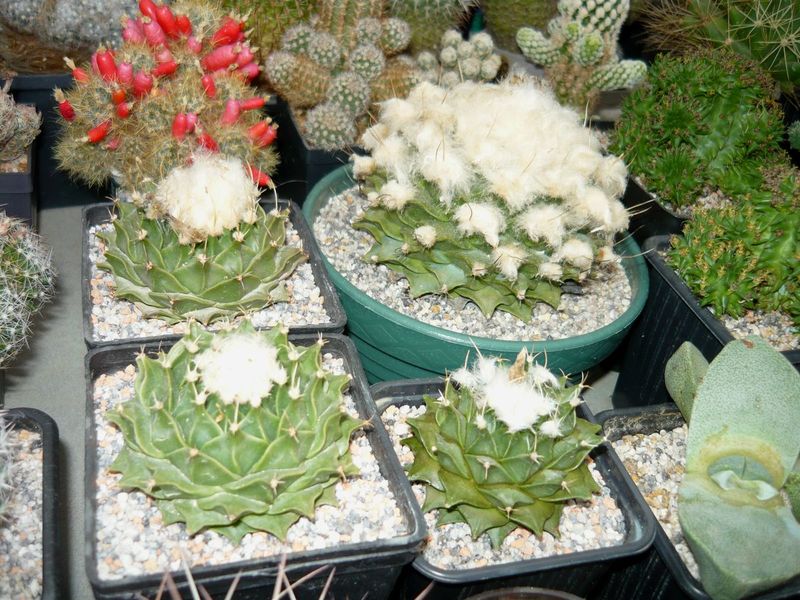Obregonia denegrii.jpg
