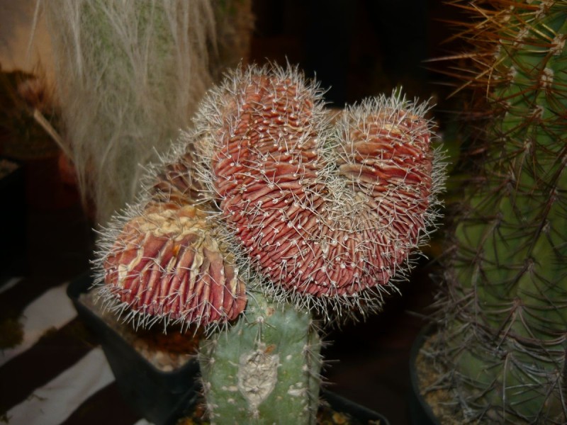 Gymnocalycium mihanovichii v. cristata.jpg