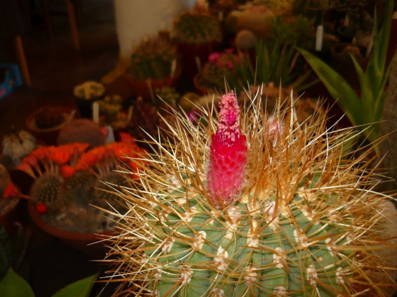 Denmoza rodacantha v. diamantina.jpg