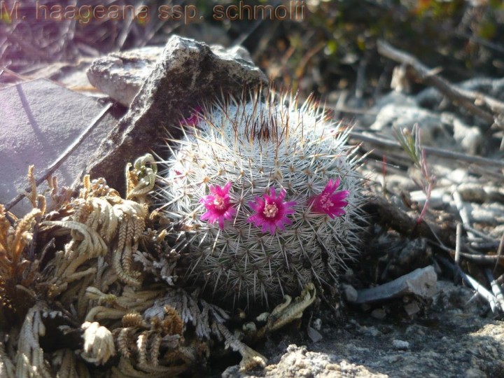556 M. haageana ssp. schmollii.jpg