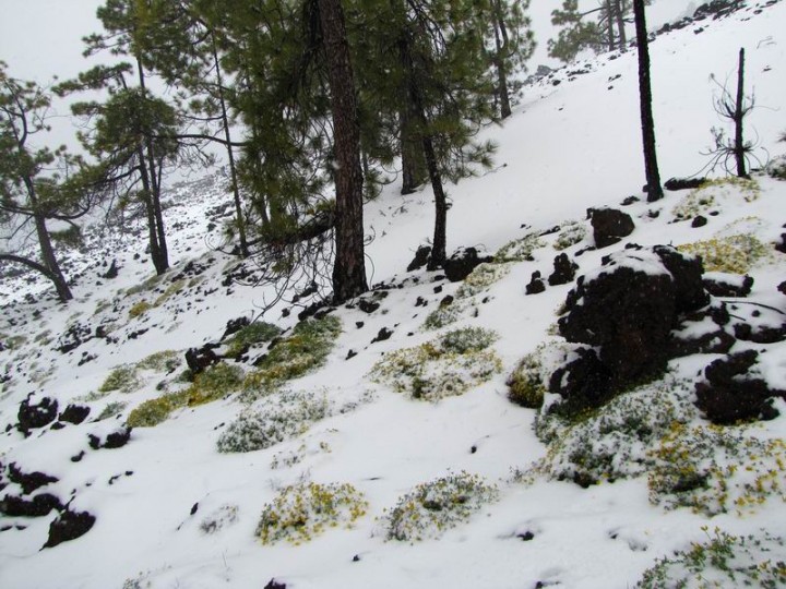 IMG_0477 Teide 1400 méter.jpg
