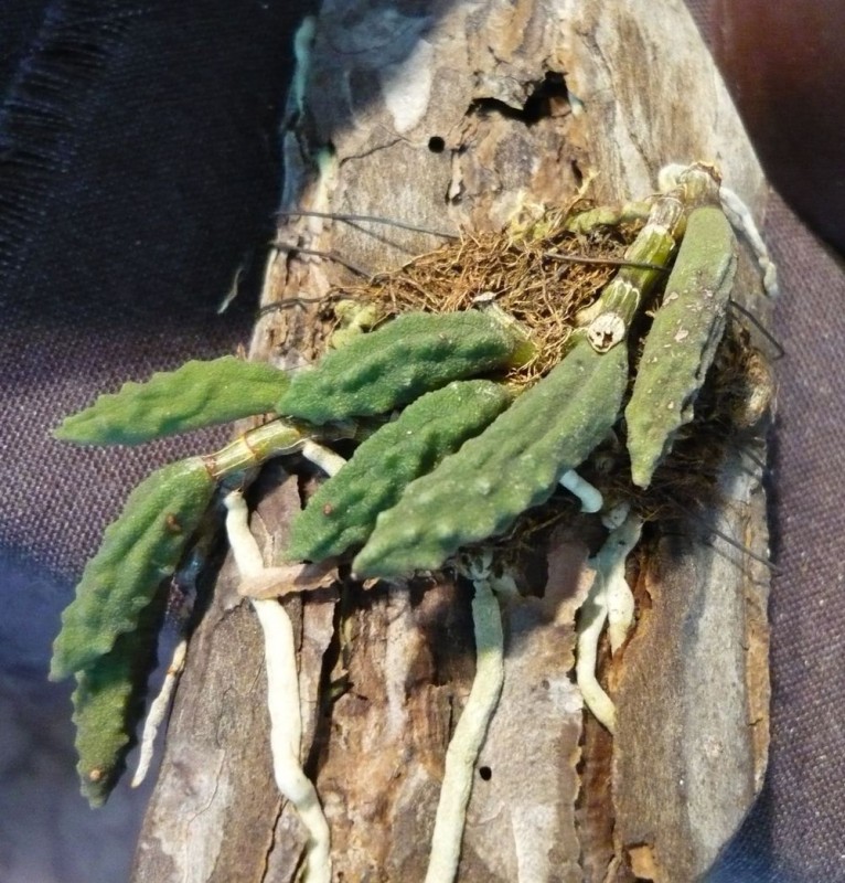 Dockrilia cucumerinum.jpg