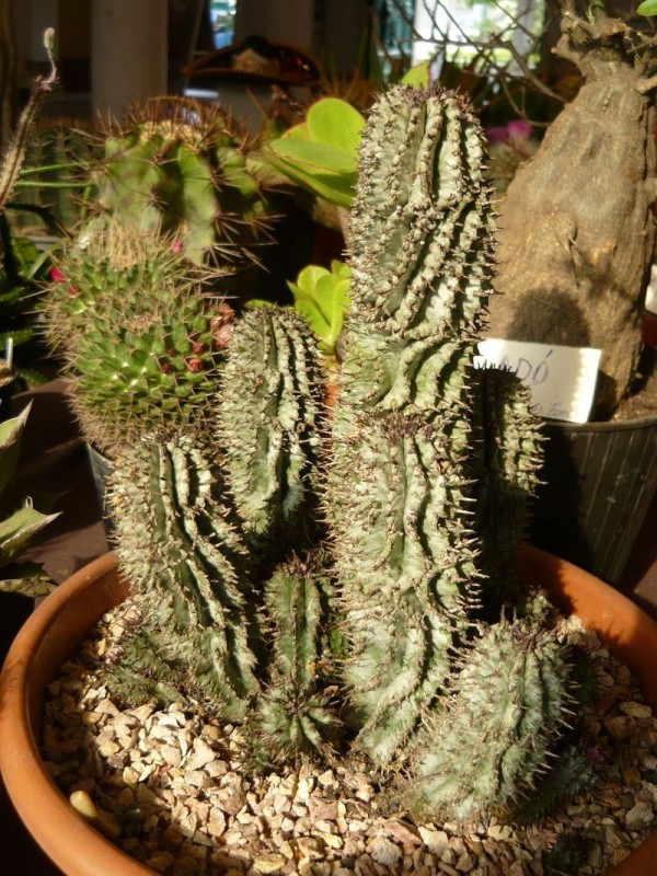 Euphorbia horrida.jpg