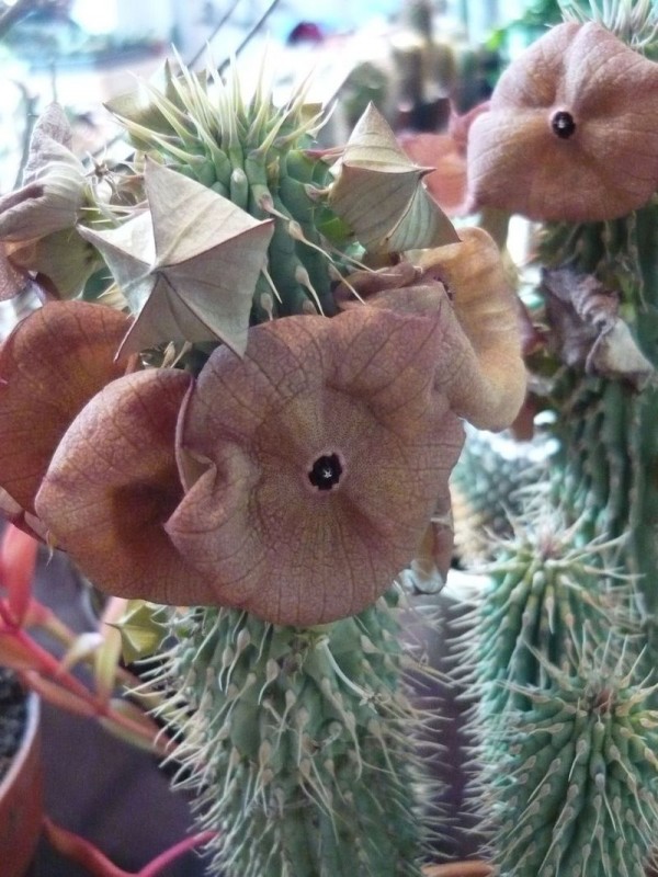 Hoodia gordonii.jpg