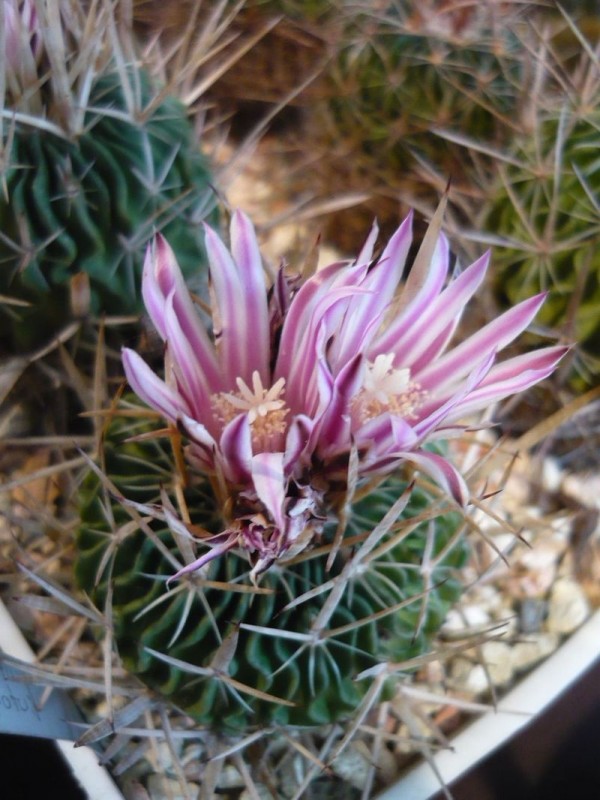 Stenocactus crispatus.jpg