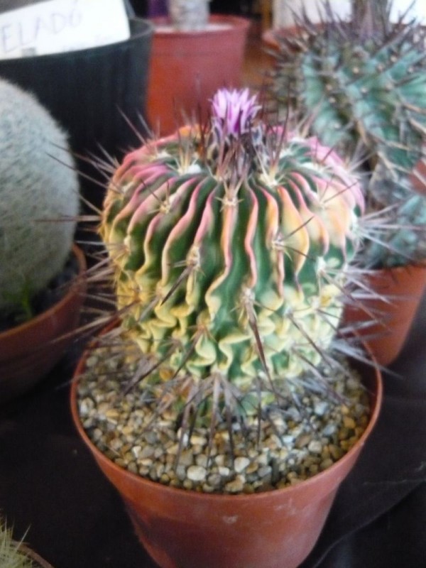 Stenocactus sp..jpg