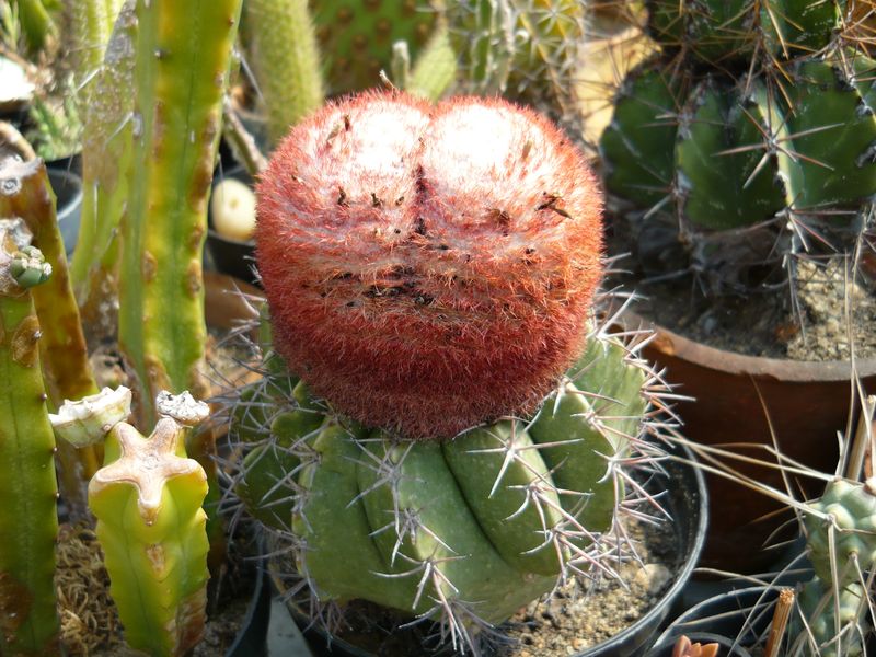 Kép 062.jpg