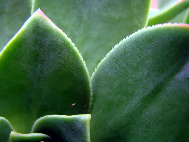 foto14 Aeonium Rangitoto detaliu