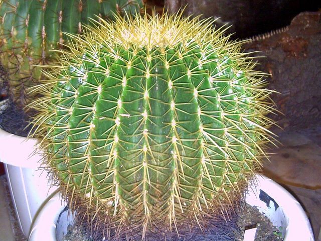Cactus globular