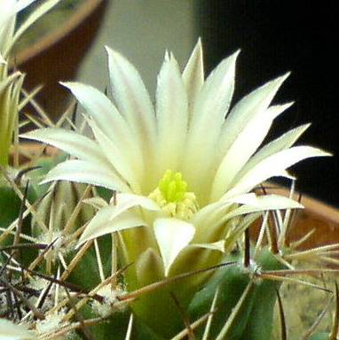 Floare de cactus