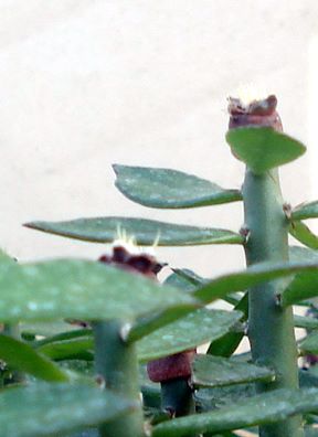 Plantule altoite