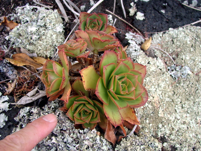 foto11 Aeonium Rangitoto