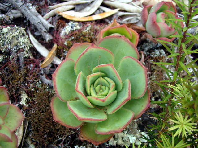 foto1 Aeonium haworthii