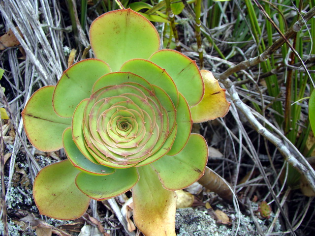 foto2 Aeonium undulatum