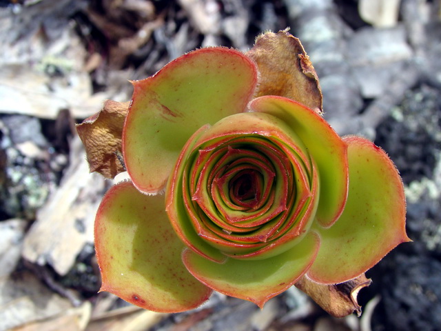 foto4 Aeonium undulatum