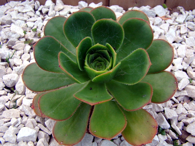 foto6 A.haworthii X A.undulatum in cultura
