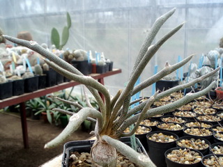 Astrophytum caput-medusae, sinonim Digitostigma caput-medusae