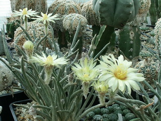 Astrophytum caput-medusae, sinonim Digitostigma caput-medusae