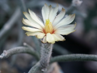 Floare