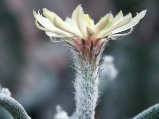 Floare