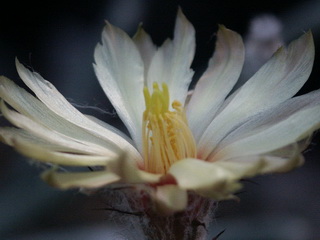 Floare