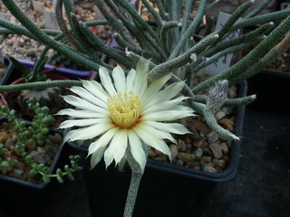 Floare