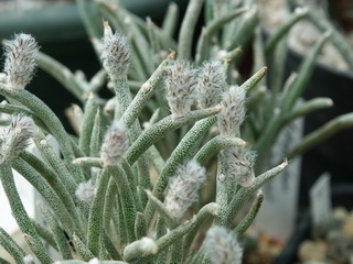 Astrophytum caput-medusae, sinonim Digitostigma caput-medusae