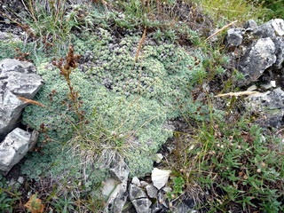 Populatii de Sempervivum in Muntii Apuseni