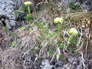 Populatii de Sempervivum in Muntii Apuseni