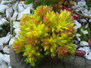 Sedum rubrotinctum