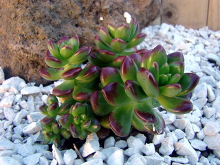 Sedum furfuraceum