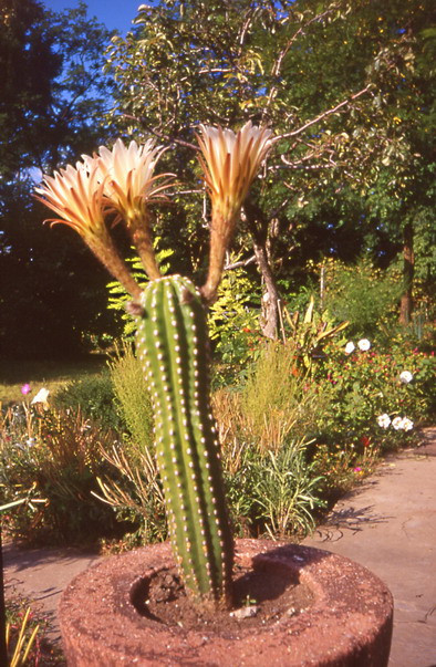 Cereus sp. din colecþia Vida