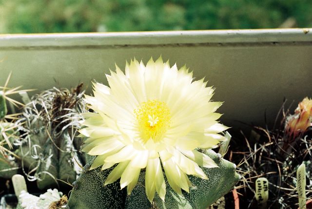 Floare de cactus