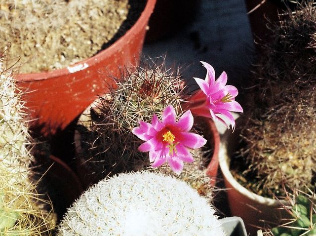 Floare de cactus