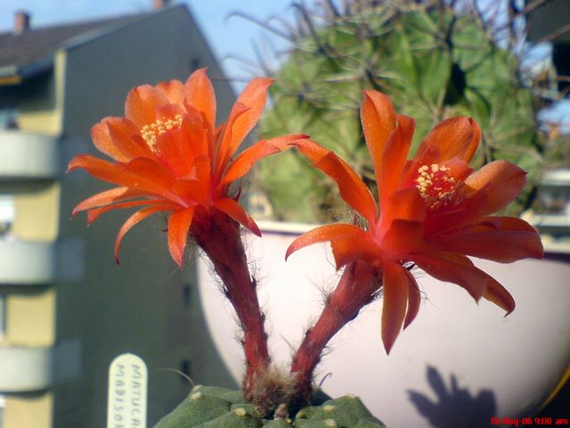 Floare de cactus