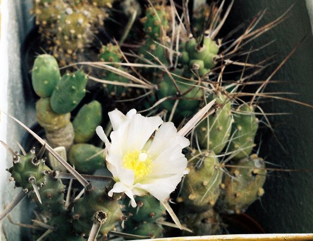 Floare de cactus