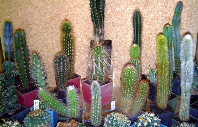 Cactuºi columnari